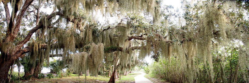 [The tree trunk is on the far left and the branches of this tree extend across all three frames and across the walkway through Seminole Rest. There is a lot of moss hanging across the branches of the tree.]